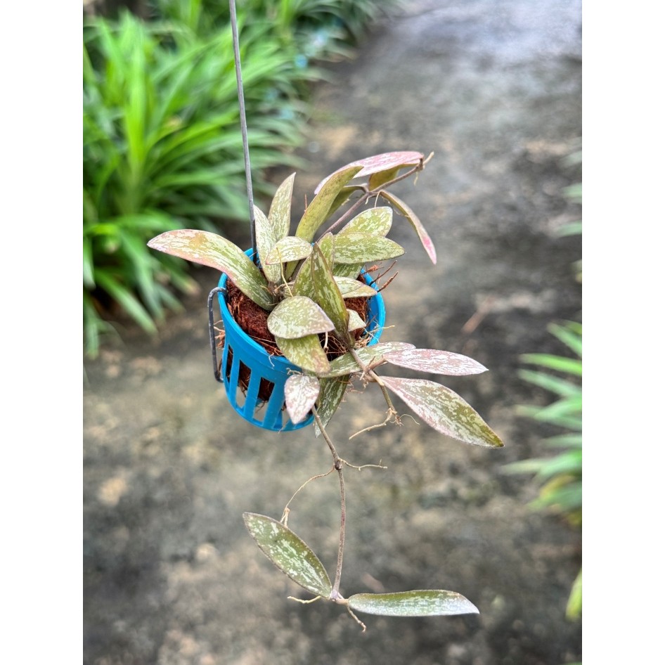 มุมมอง 6