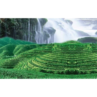 250g จีน Tikuanyin ชาเขียว Anxi Tie Guan Yin รสสุขภาพออร์แกนิกธรรมชาติ
