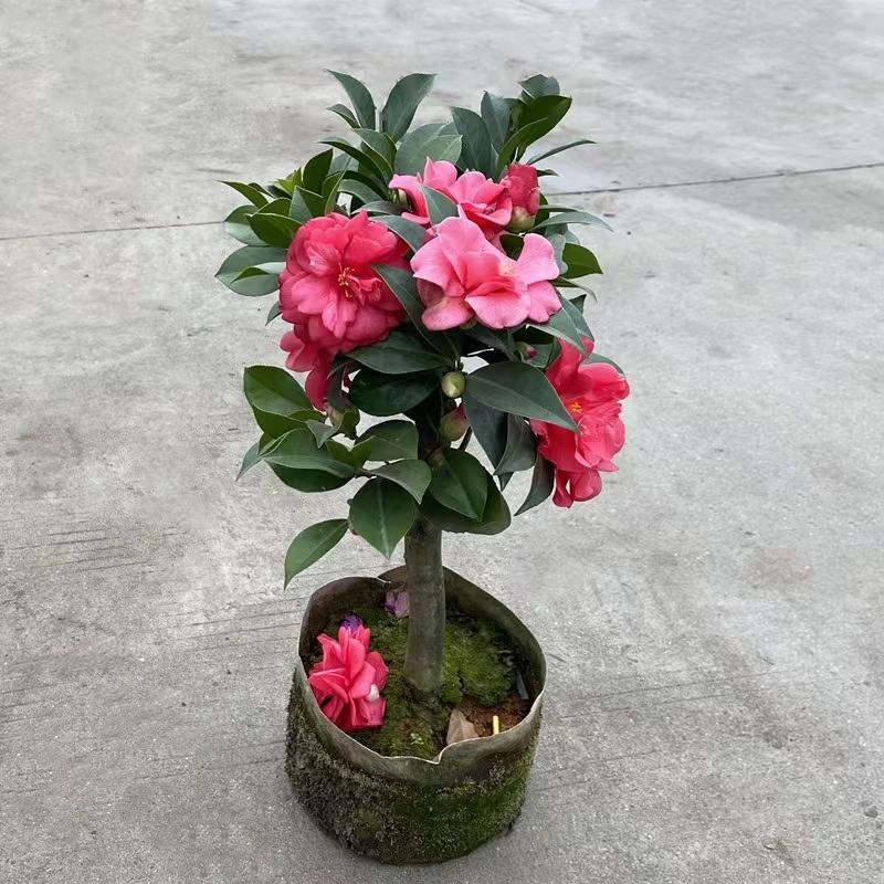 10 เมล็ด คามิเลีย เมล็ดพันธุ์ Bonsai Camellia Flower Seeds Camellia Plant Seeds ดอกไม้ เมล็ดพันธุ์ เมล็ดดอกไม้ ไม้ประดับ - รูปที่ 3