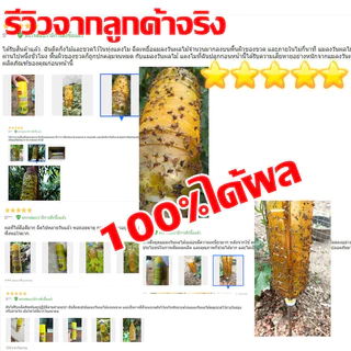 ใช้1ครั้ง ฆ่าแมลงวันได้100000ตัว สารล่อแมลงวันทอง เมทิลยูจินอล สเปรย์กาว 450ml ดักจับแมลงวันทอง กับดักแมลงวันทอง