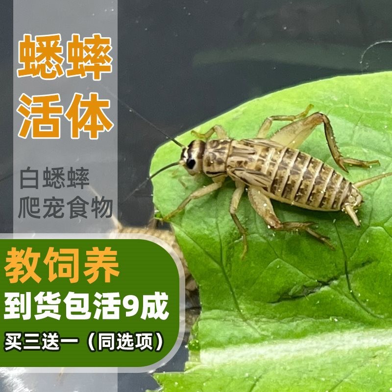 ปีนเขาอาหารสัตว์เลี้ยงคริกเก็ต Living White คริกเก็ต Lizard Gecko Mane Lion Spider Scorpion Food Liv