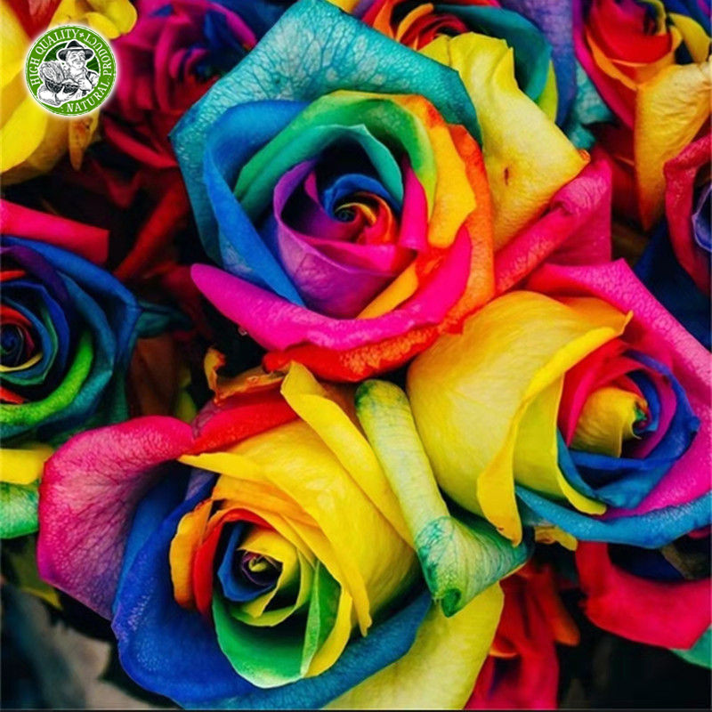 🌱ของแท้ 100% กุหลาบหลากสี เมล็ดดอกไม้ Rainbow Rose Seeds Colorful Rose Flower Seeds Fragrant Flowering Plants Seeds - รูปที่ 3