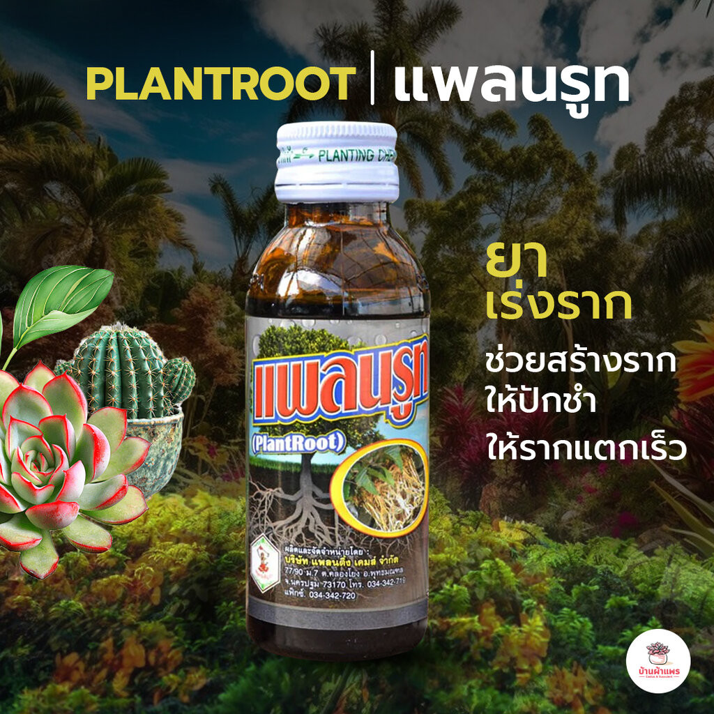แพลนรูท Plant Root ยาเร่งราก กระบองเพชร ไม้อวบน้ำ Cactus&Succulent