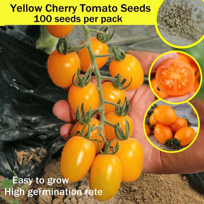 เมล็ดพันธุ์ มะเขือเทศเชอร์รี่ สีเหลือง บรรจุ 100 เมล็ด Bonsai Yellow Cherry Tomato Seeds เมล็ดพันธุ์ผั เมล็ดพันธุ์ผลไม้