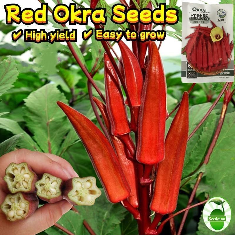50เมล็ด/ซอง เมล็ดพันธุ์ กระเจี๊ยบมอญ สีแดง High Yield Red Okra Seed for Planting Organic Lady Finger