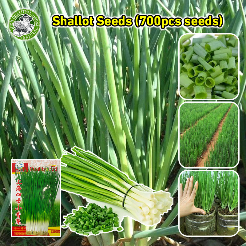 งอกง่าย เมล็ดหอมแบ่ง Shallot Seeds แข็งแรง โตเร็ว แตกกอดี ปลูกได้ตลอดปี เมล็ดพันธุ์หอมแดง Full Seasons Spring Onion Seed