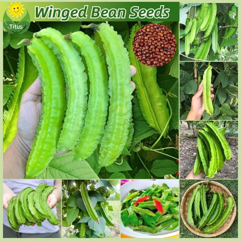 เมล็ดพันธุ์ ถั่วพู ถั่วพูยักษ์ ถั่วพูยาว บรรจุ 25เมล็ด Winged Bean Seed Organic Vegetable เมล็ดพันธุ์ผัก ผักออร์แกนิก