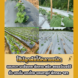 พลาสติกคลุมดิน 0.8ม.x400หลา(360ม) เจาะรูเดี่ยว 1แถว ผ้ายางคลุมดิน ผ้ายางคลุมวัชพืช ผ้ายางคลุมแปลงผัก