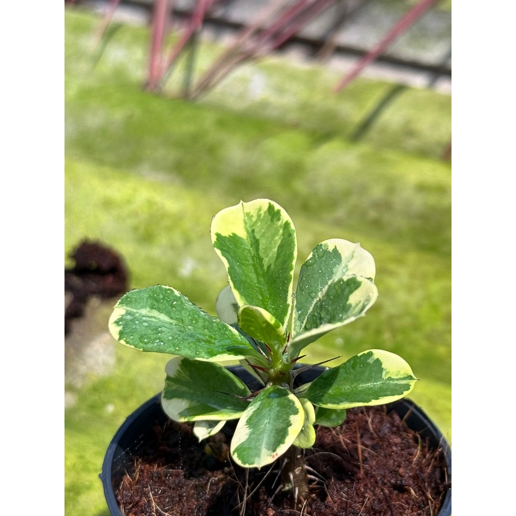 มุมมอง 7