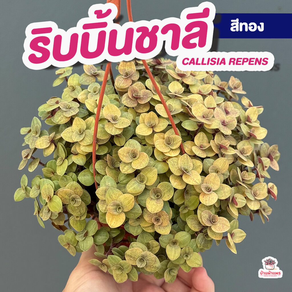 ริบบิ้นชาลีสีทอง #กระถางแขวน4นิ้ว ไม้อวบน้ำ กุหลาบหิน cactus&succulentหลากหลายสายพันธุ์