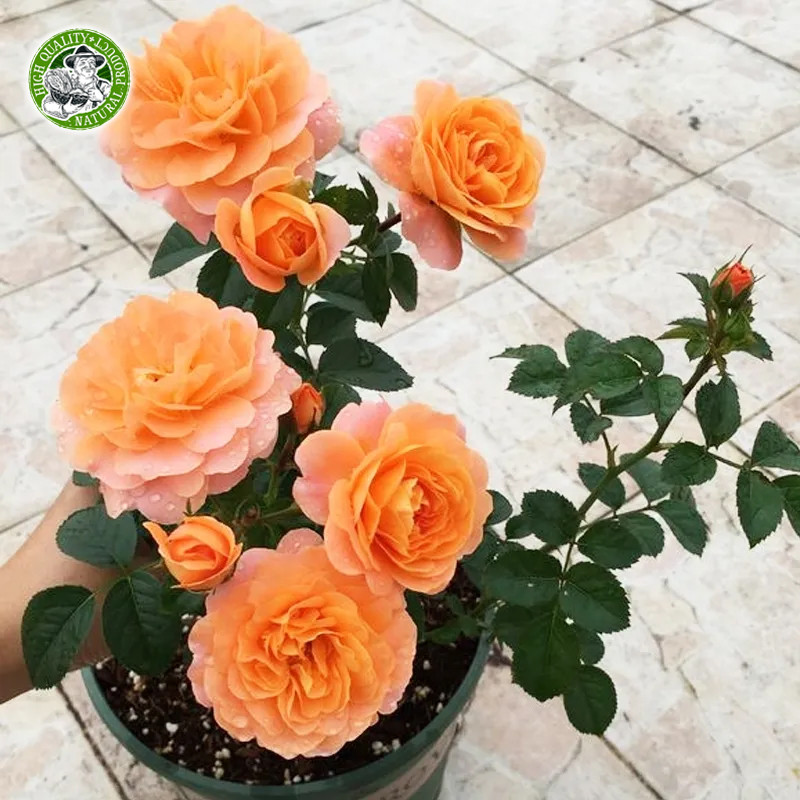 🌱ของแท้ 100% กุหลาบหลากสี เมล็ดดอกไม้ Rainbow Rose Seeds Colorful Rose Flower Seeds Fragrant Flowering Plants Seeds - รูปที่ 6