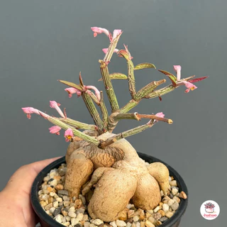 ไม้โขด Euphorbia neorubella ( Red Monadenium ) ไม้อวบน้ำ กุหลาบหิน cactus&succulentหลากหลายสายพันธุ์