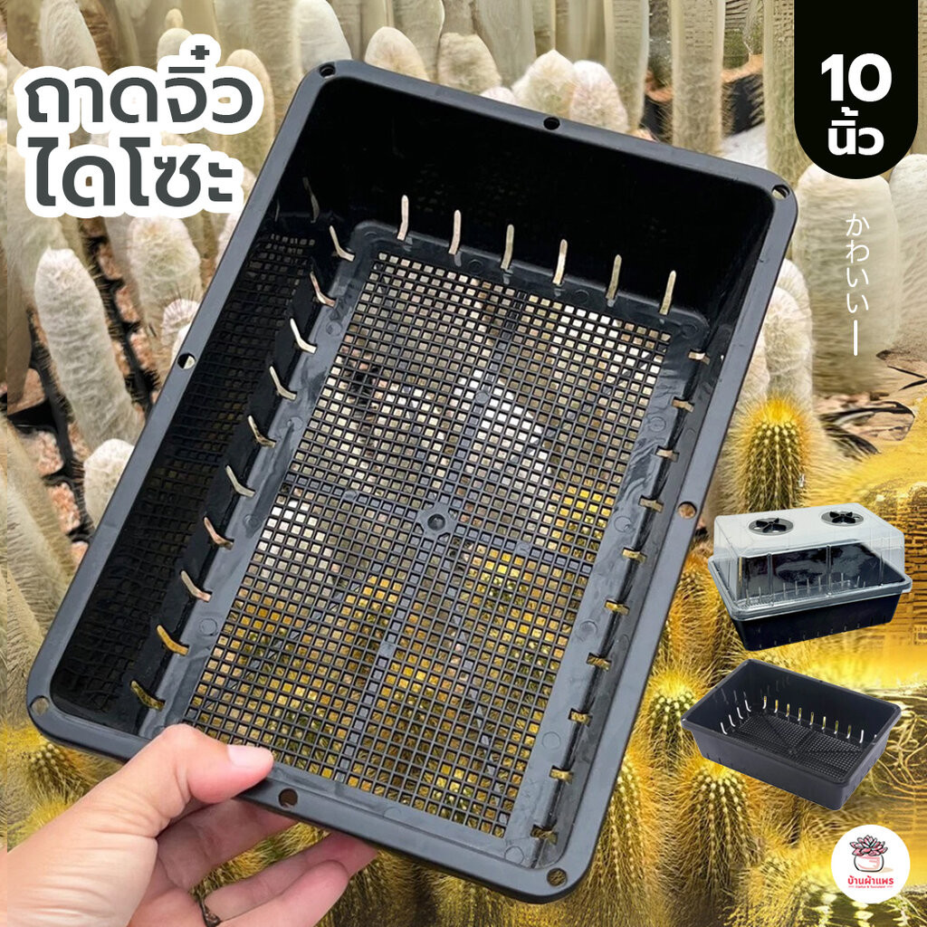 ถาดไดโซะจิ๋ว ถาดไดโซะ 10 นิ้ว ถาดเพาะ ตะกร้าปลูกผัก ตะกร้าดำ