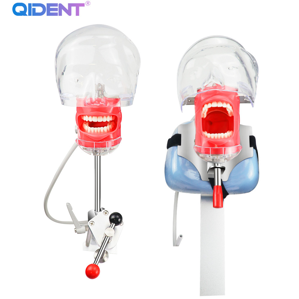 เครื่องจําลองทันตกรรม Manikin Phantom Head Dental Phantom Head รุ่นที่มีม้านั่งสไตล์ใหม่ Mount ทันตแพทย์การศึกษา 28 ชิ้นฟัน