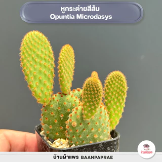 รวมโอพันเทีย หูกระต่าย Mix Opuntia worthia หลายสายพันธุ์ ส่งทั้งกระถาง cactus&succulent