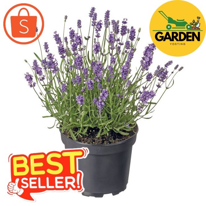 Garden yosting_เมล็ดดอกไม้ลาเวนเดอร์  - English Lavender Flower 100เมล็ด_Garden yosting