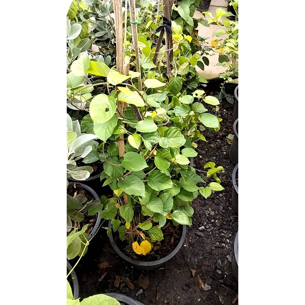 มุมมอง 6