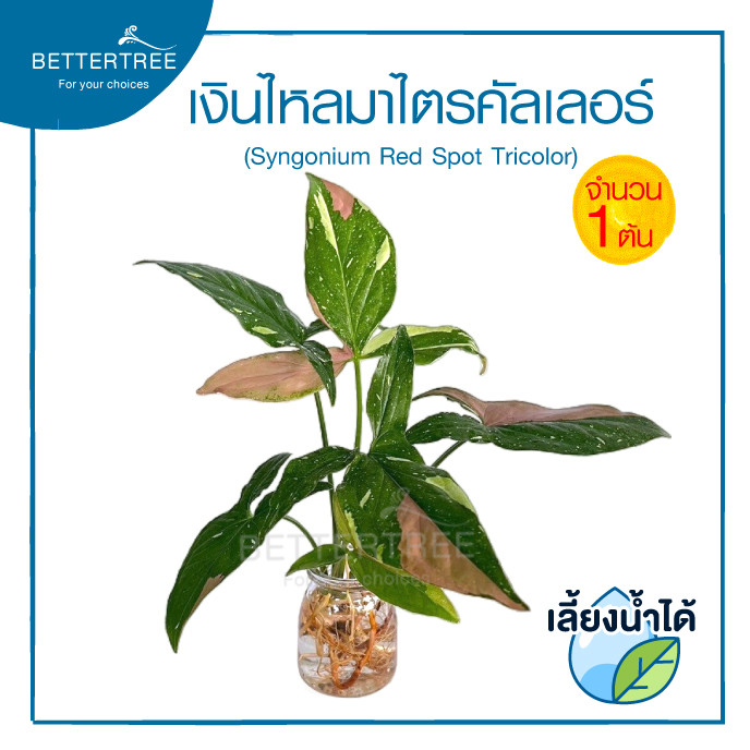 เงินไหลไตรคัลเลอร์ (ต้นเล็ก) (จำนวน 1 ต้น)เลี้ยงน้ำได้Syngonium red spot tricolor ต้นไม้มงคล ไม้ฟอกอากาศ