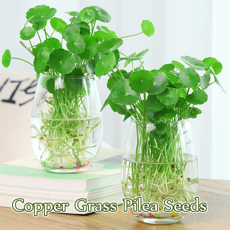 [จัดส่งฟรี]50 เมล็ด/ถุง คุณภาพดีทองแดงหญ้า Pilea เมล็ดสําหรับปลูกเมล็ดดอกไม้ทําสวน Hydroponic สีเขียว
