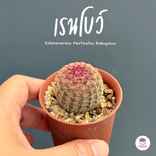 เรนโบว์ Echinocereus Pectinatus Rubispinus แคคตัส กระบองเพชร cactus&succulent