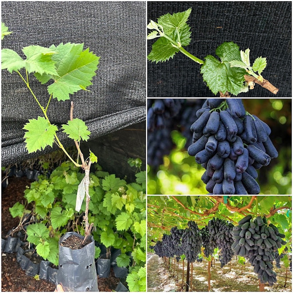 1 ต้นองุ่นนิ้วมือแม่มดเสียบยอดไร้เมล็ดให้ลูกใหญ่หวานอร่อย ปีละออกผล2-3 ครั้ง