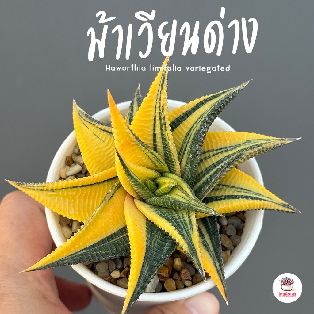 ม้าเวียนด่าง ฮาโวเทีย Haworthia limifolia variegated ไม้อวบน้ำ กุหลาบหิน cactus&succulentหลากหลายสายพันธุ์