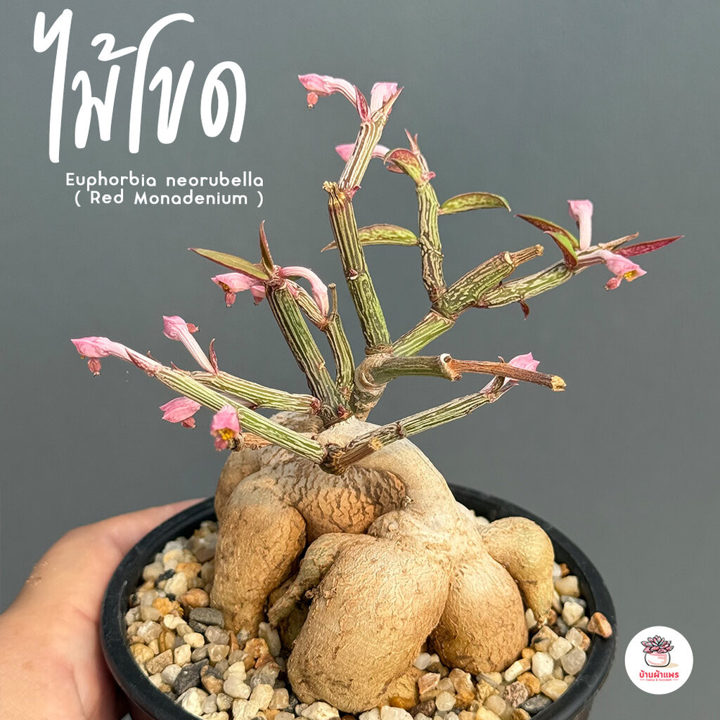 ไม้โขด Euphorbia neorubella ( Red Monadenium ) ไม้อวบน้ำ กุหลาบหิน cactus&succulentหลากหลายสายพันธุ์