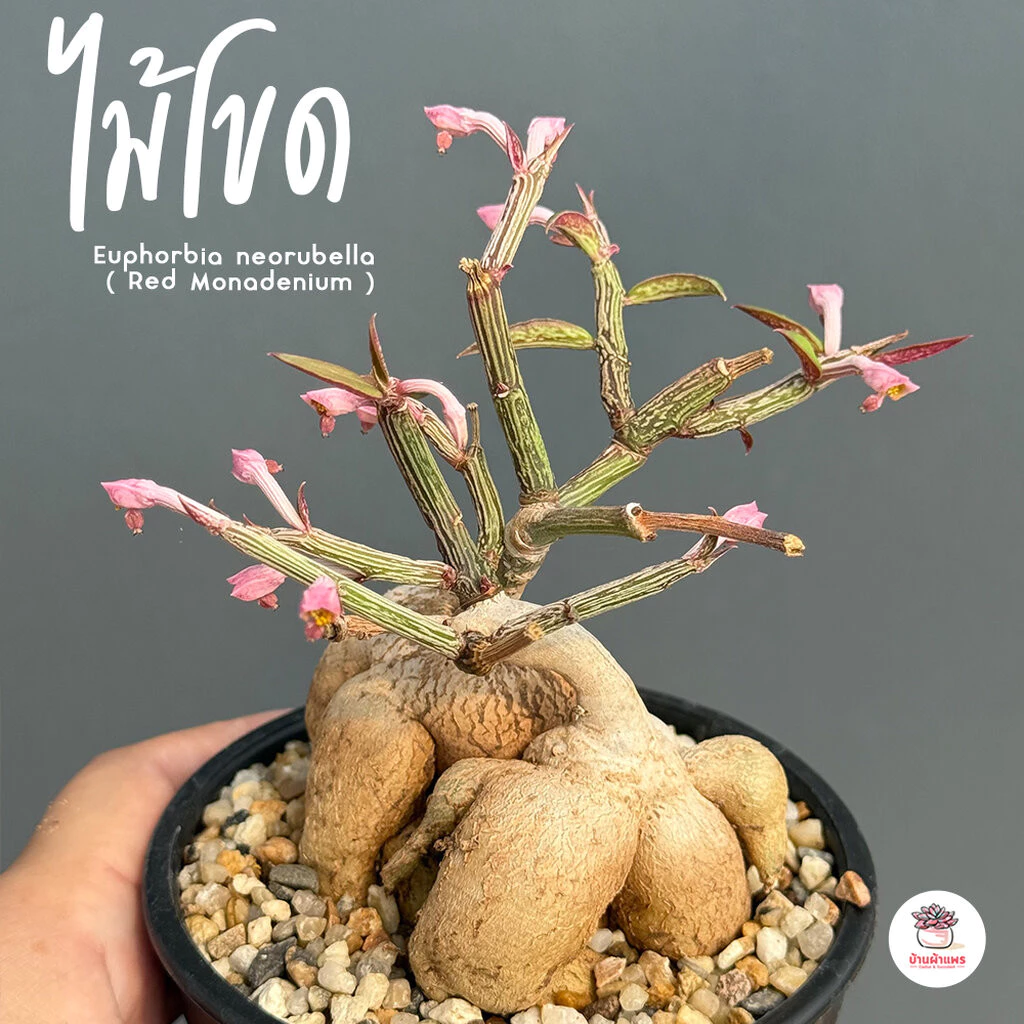 ไม้โขด Euphorbia neorubella ( Red Monadenium ) ไม้อวบน้ำ กุหลาบหิน cactus&succulentหลากหลายสายพันธุ์