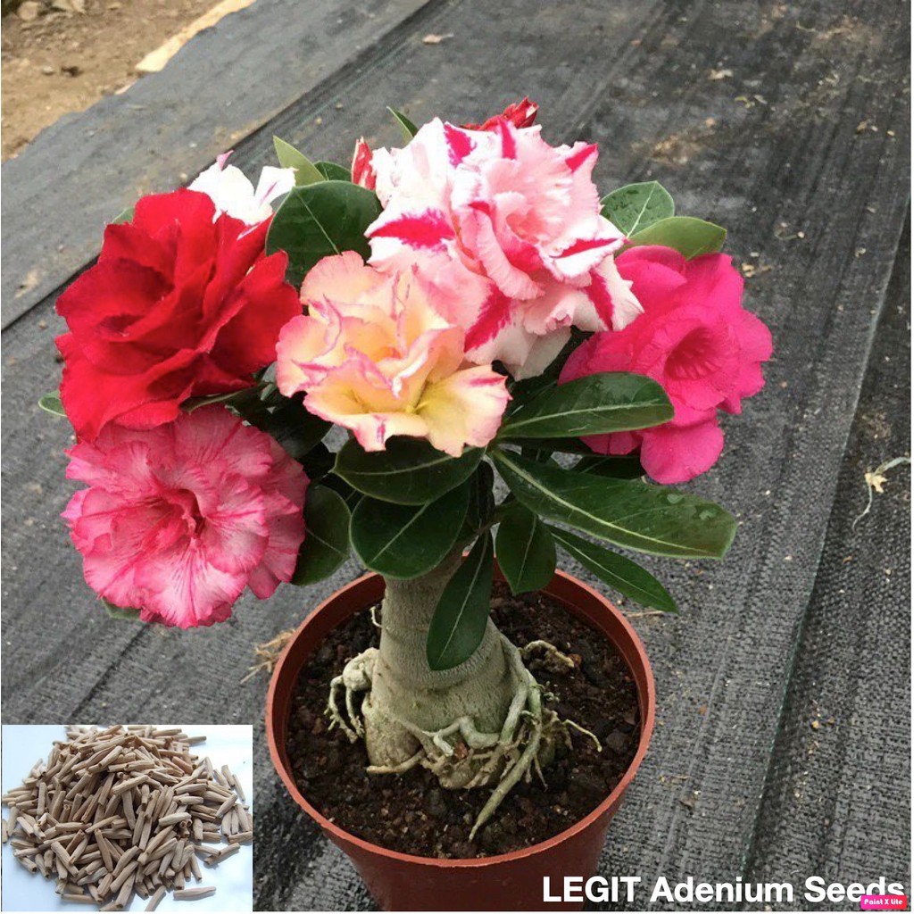 [จัดส่งฟรี]ตํานาน 100% ชวนชม Obesum Double-als บ้านกลางแจ้งงอกสูงผสมสวนดอกไม้เมล็ด