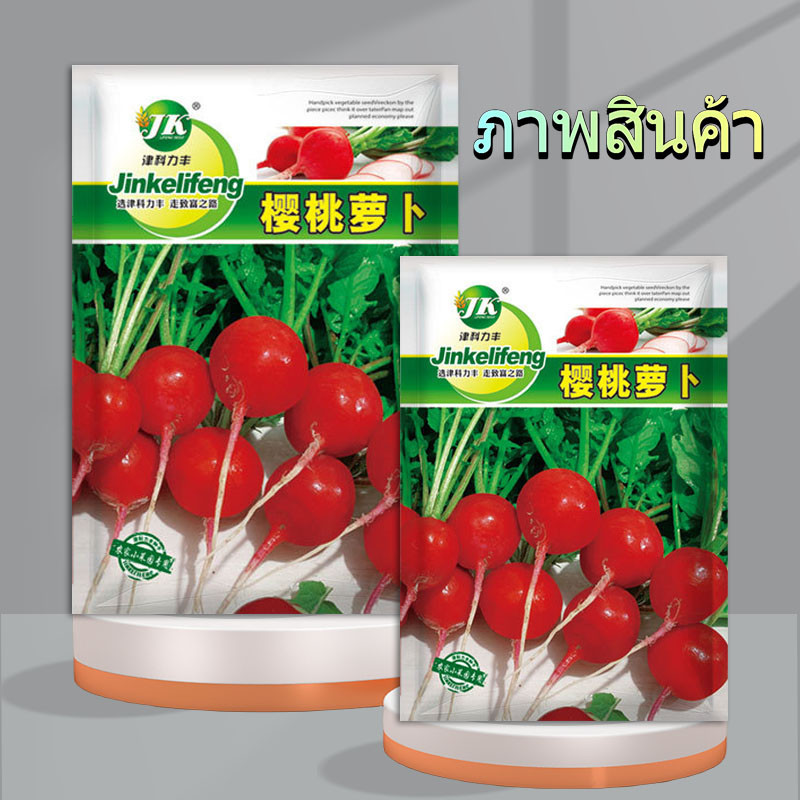 500เมล็ด เมล็ดพันธุ์ เมล็ดแรดิชเชอรี่เบลล์เมล็ดแรดิช - รูปที่ 3