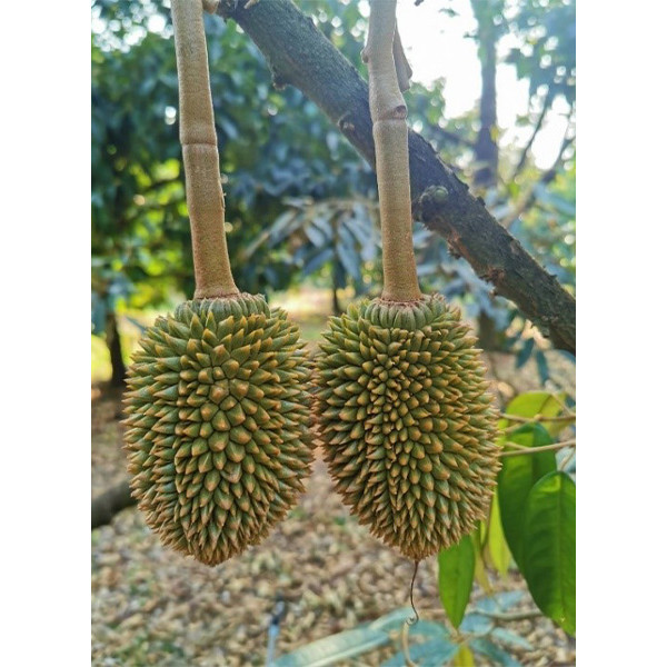 #ชุดบำรุงผลอ่อน  #ดวงตะวันเพชร ระยะติดผลช่วงลูกเล็ก ไข่นก ไข่ไก่ ( อะมิโนทุเรียน+ซูการ์บีท+ไฮพาวเวอร์เเคล+MIX-EDTA ) - รูปที่ 5