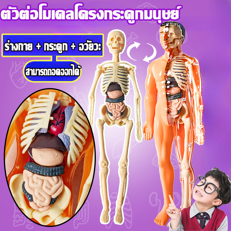 พร้อมส่ง โมเดลร่างกายมนุษย์ 28ซม.ตัวต่อโมเดลโครงกระดูกมนุษย์ ชิ้นส่วนสามารถถอดได้ ของเล่นเพื่อการศึกษา