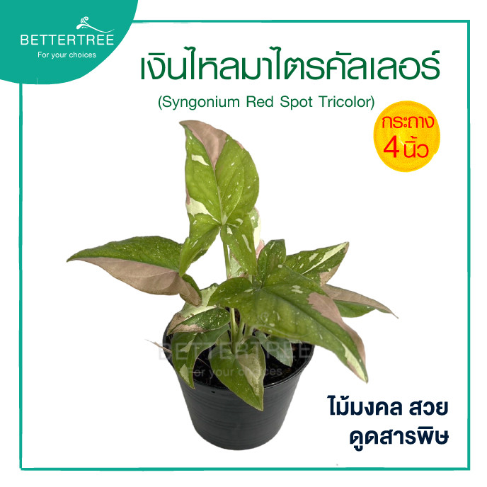เงินไหลมา(สามสี)ไตรคัลเลอร์ กระถาง 4  นิ้ว  (Syngonium Red Spot Tricolor) ต้นไม้มงคล ไม้ฟอกอากาศ