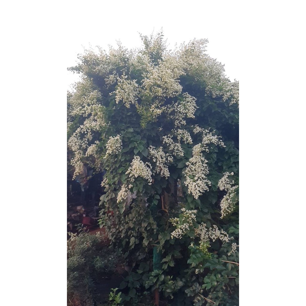 มุมมอง 5