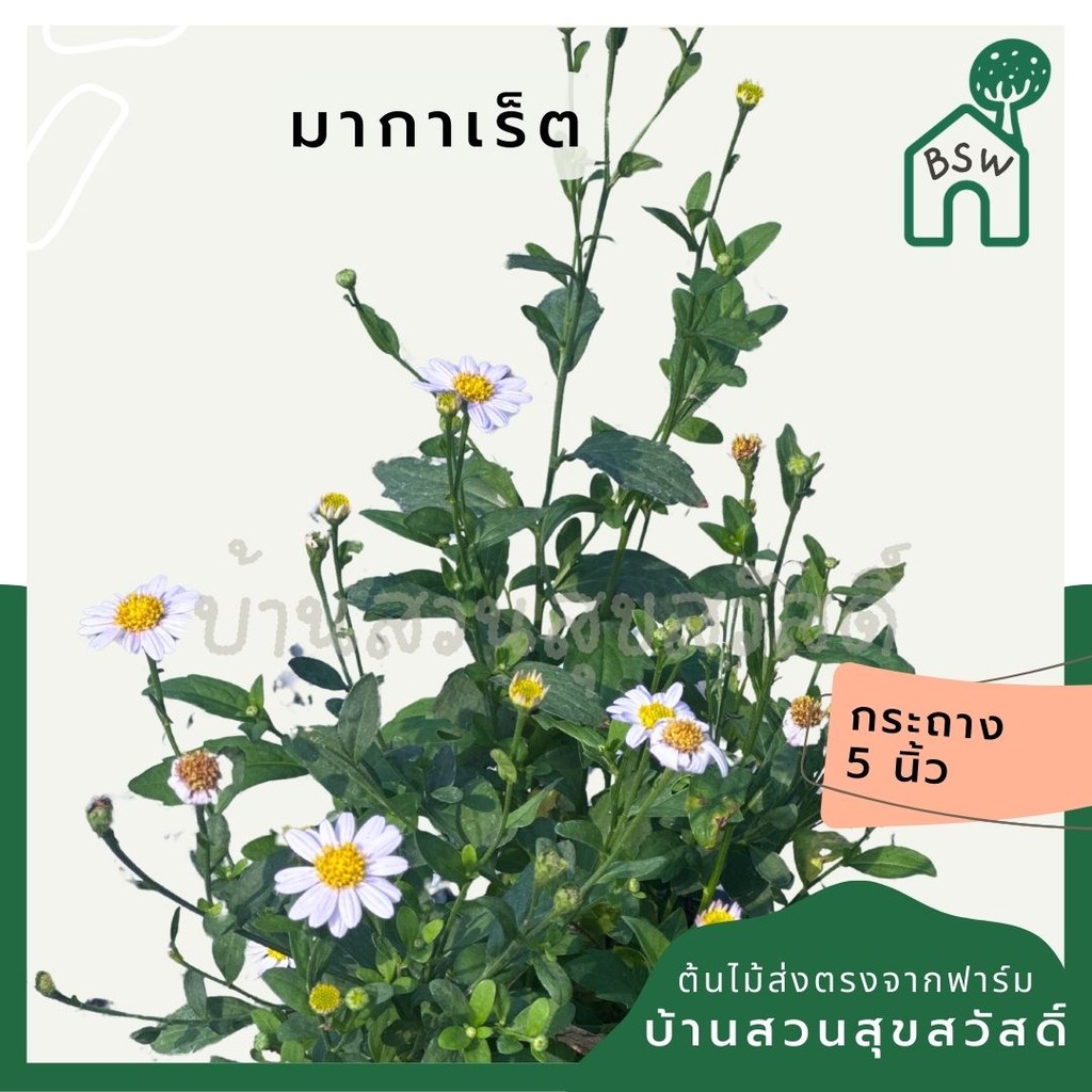 มากาเร็ต กระถาง 5 นิ้ว ดอกไม้กินได้