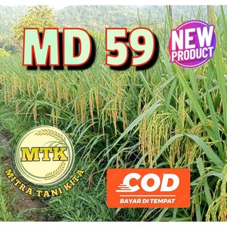 BENIH PADI MD 59 KEMASAN 5KG TERBARU