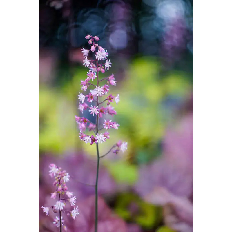 Nature soft filters 82/72/67mm Fantasy Mysterious Dizzy foggy Twist facula vortex swirly bokeh backg