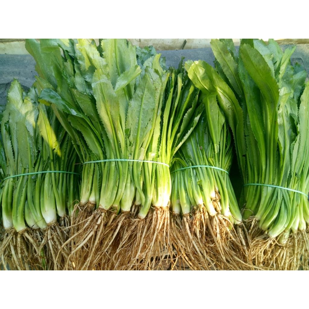 เมล็ดพันธุ์ ผักชีฝรั่ง ผักชี ใบลื่อย หอมเป หอมแป 300-1000 เมล็ด [10 แถม 1 คละได้]