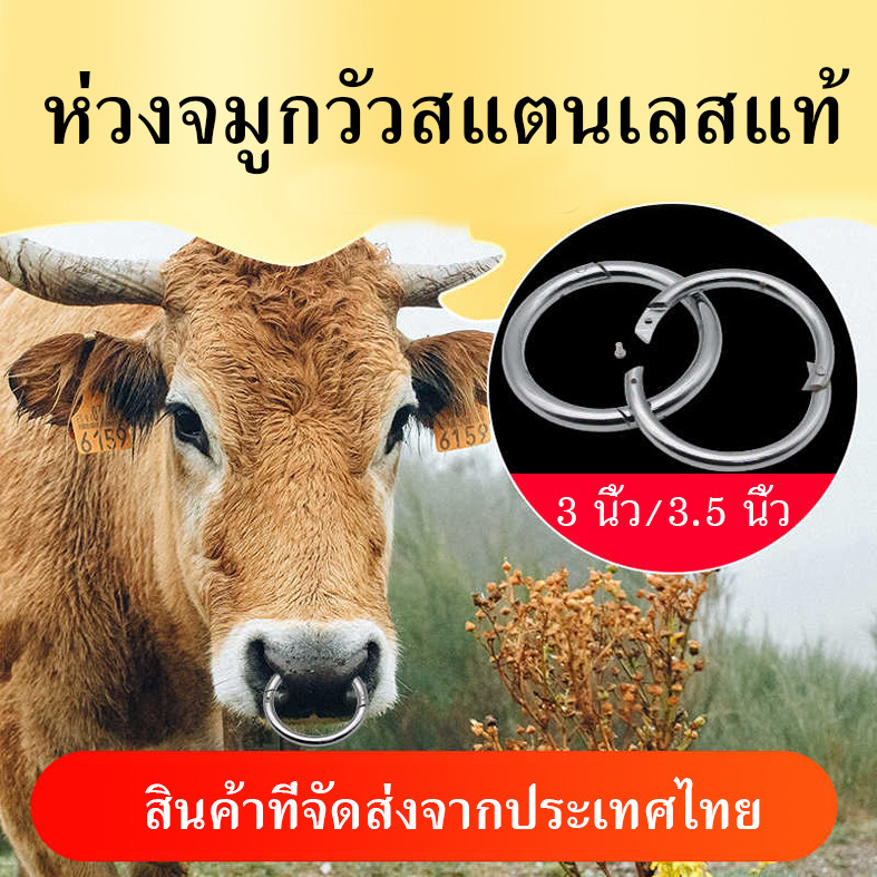 3 inch 3.5 inch real stainless steel cow nose ring thick cow nose ring no rust