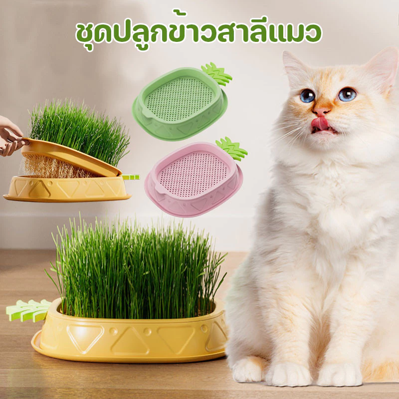 ชุดปลูกข้าวสาลีแมว หญ้าแมว เมล็ดพืช 5 แพ็ค นํากลับมาใช้ใหม่ได้ ไฮโดรโปนิกส์ หญ้าแมวออแกนิก