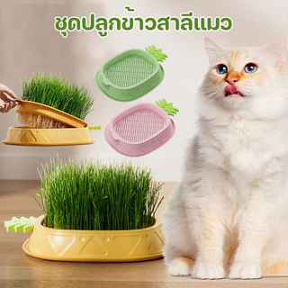 ชุดปลูกข้าวสาลีแมว หญ้าแมว เมล็ดพืช 5 แพ็ค นํากลับมาใช้ใหม่ได้ ไฮโดรโปนิกส์ หญ้าแมวออแกนิก