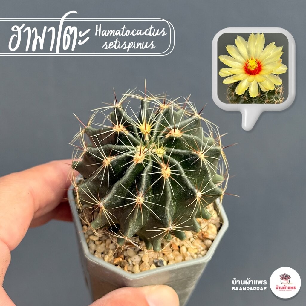 ฮามาโตะ Hamatocactus setispinus แคคตัส กระบองเพชร cactus&succulent