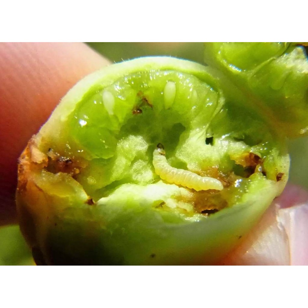 เอราโทเอต โอเมโทเอต ใช้กำจัดศัตรูพืช ผขนาด 1 ลิตร) เอราวัณ - รูปที่ 6