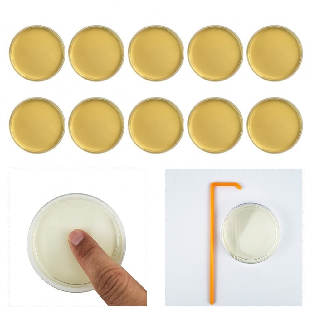 Thorough Indoor Air Assessment with Our DIY For Mold Test Kit of 10 Packs