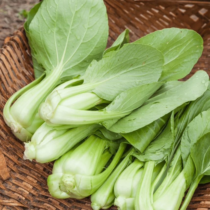 กวางตุ้งฮองเต้ เมล็ดพันธุ์ 400-1000 เมล็ด มีคู่มือการปลูก [ซื้อ 10 แถม 1 คละได้]