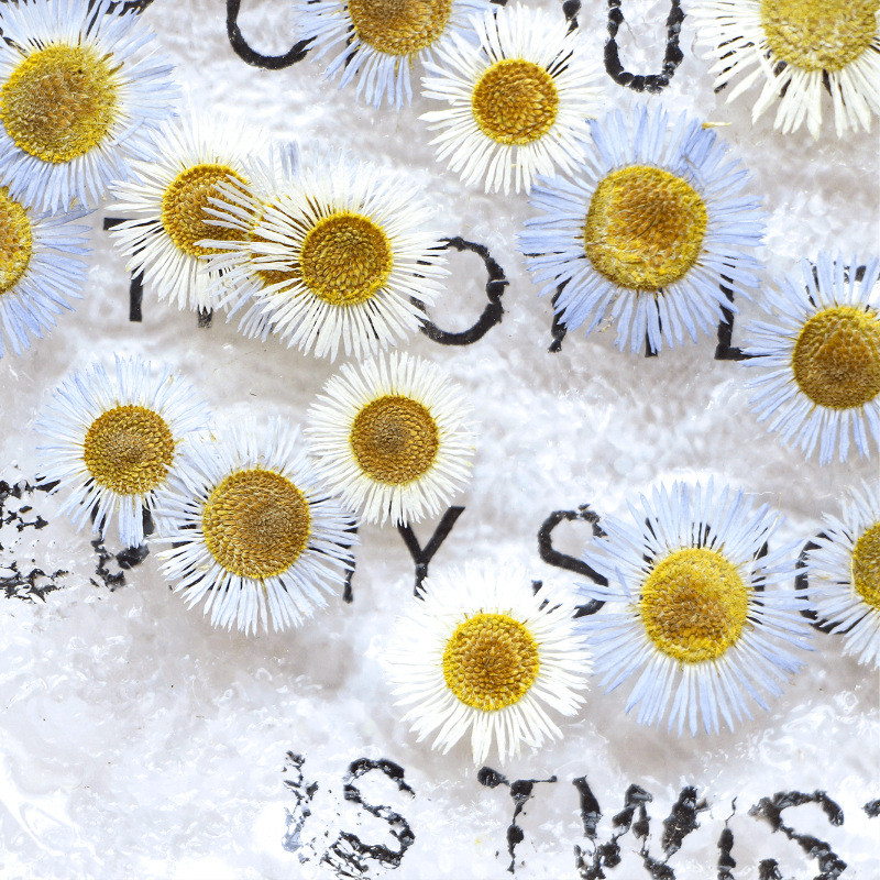 Bitter Fleabane หญ้าแห้ง Pressed ดอกไม้ DIY บุ๊คมาร์คกรอบรูปเครื่องประดับเคสโทรศัพท์,12 ชิ้น
