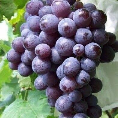 ชุด 2 ต้นองุ่นซุปเปอร์สวีทเสียบยอดไร้เมล็ดให้ลูกใหญ่หวานอร่อย ปีละออกผล2-3 ครั้ง - รูปที่ 2