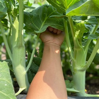 เมล็ดพันธุ์ คะน้าเห็ดหอม ต้นใหญ่ สำหรับปลูก 90-200 เมล็ด มีค…