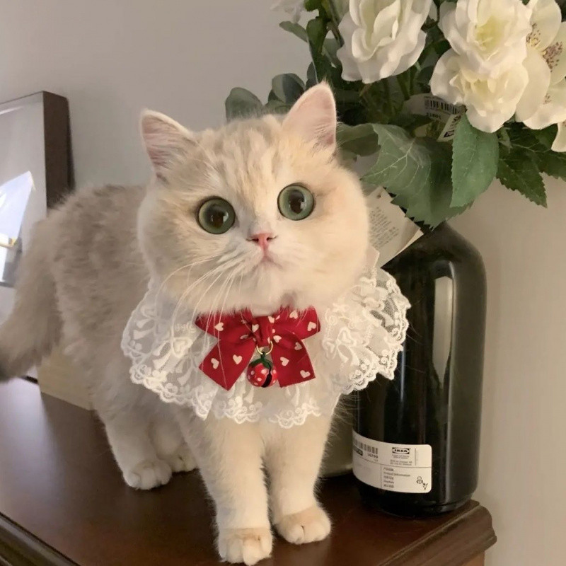 ปลอกคอผูกโบว์แมว – สร้อยคอสัตว์เลี้ยงพร้อมลูกไม้ระบาย ปลอกคอผูกโบว์ตกแต่งสำหรับแมวและสุนัขตัวเล็ก