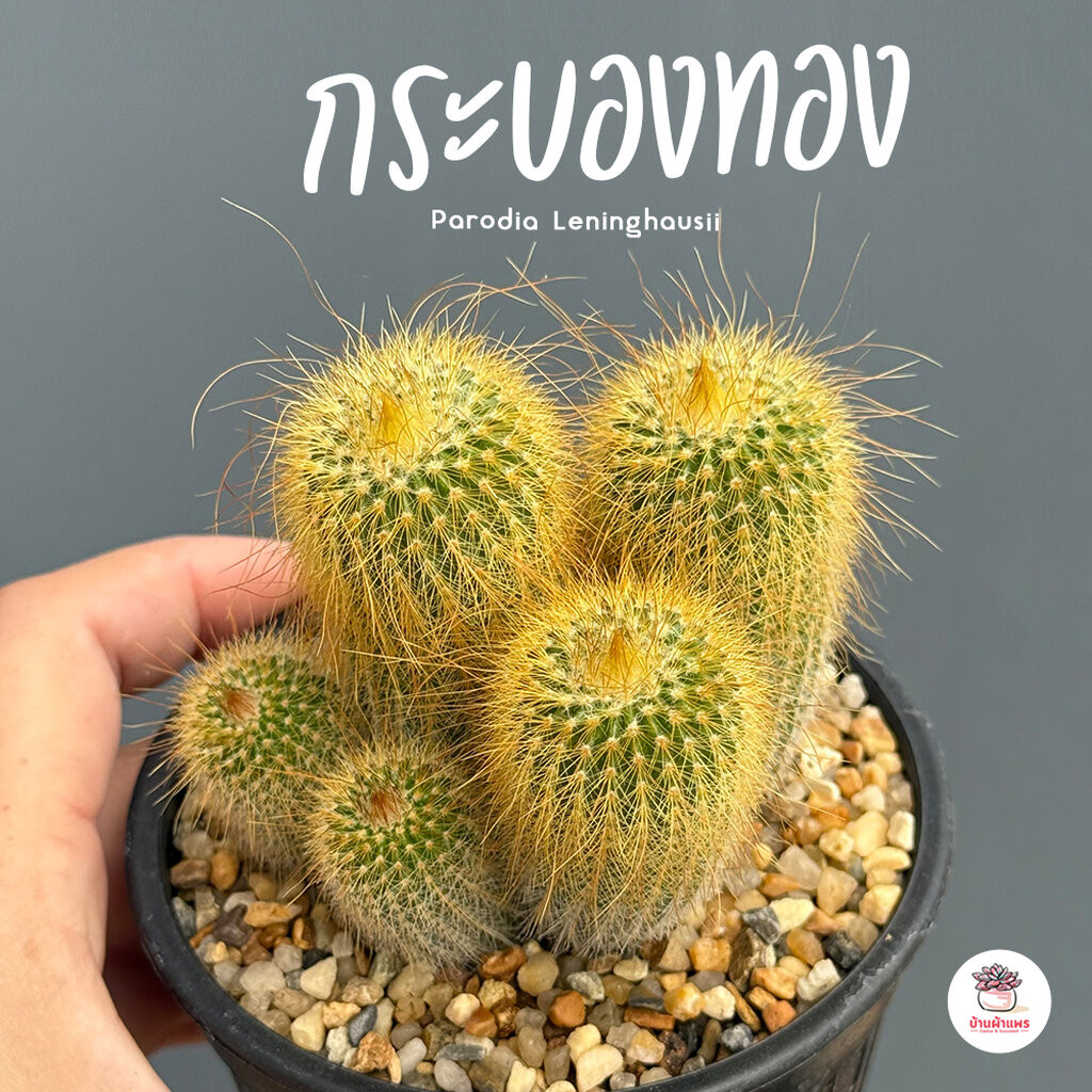 กระบองทอง #กอ Parodia Leninghausii แคคตัส กระบองเพชร cactus&succulent